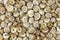 Many snail shells background