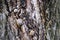 Many snails on tree bark