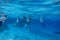 many snorkelers in the blue sea water