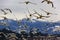 Many Snow Geese Close Up Flying From Mountain