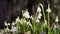 Many snowdrops are blooming in the forest. First Spring Flowers. Spring in the forest.