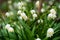 Many snowdrops in the forest close-up