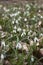 Many snowdrops in the forest in spring. Early white flowers, background