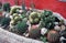 Many species of cacti on a bed