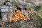 Many spherical brown mushrooms grow among rotting stumps of pine trees