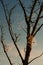 Many spider webs covered with water droplets hang on a bare tree in autumn. The sun is rising and the sky is partly colored red