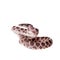 Many Spotted Cat Snake on white