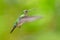 Many-spotted Hummingbird - Leucippus hypostictus