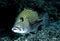 Many-spotted Sweetlips, Layang-layang Island, Sabah