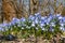 Many spring flowers named squill genus Scilla, which grow on a forest glade