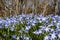 Many spring flowers named squill genus Scilla, which grow on a forest glade