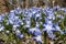 Many spring flowers named squill genus Scilla, which grow on a forest glade
