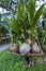 Many sprouted coconuts on a trolley in a tropical garden at summer day in Thailand