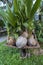 Many sprouted coconuts on a trolley in a tropical garden at summer day in Thailand