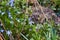 Many squill Scilla siberica, which bloom on a forest clearing in the sunshine. A bee sits on a flower and collects the first pol