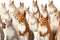 Many Squirrels Sitting A Whitte Banner Background