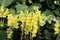Many Stalks of Yellow Snapdragons Flowering in Front of a Flowering Hydrangea Plant