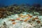 Many starfish underwater in a coral reef