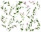 Many stems of bindweed with pink flowers and leaves at various angles on white background