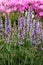 Many Stems of Salvia x sylvestris \\\'Blue Hills\\\' in Bloom