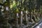 Many stone lanterns covered with moss near the path that lead up to the Kasuga Taisha shrine