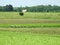 Many stork birds in meadow, Lithuania