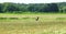 Many stork birds in meadow, Lithuania