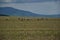 Many storks feed in the field near forest