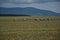 Many storks feed in the field near forest