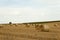Many Straw bales on field. round bales of straw landscape