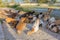 Many stray. Cats are dirty, they get sick, cats need a vet and a new home