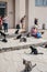 Many stray cats outside the Archaeological Museum on the island of Delos, Greece