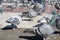 Many street pigeons at Plaza de Cataluna