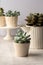 Many succulent plants, indoor potted plant. Beautiful succulents.