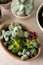 Many succulent plants, indoor potted plant. Beautiful succulents.