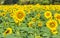 Many sunflower blooming on the field