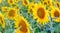 Many sunflower flowers are in full bloom. The field is sown with oilseeds - sunflower