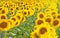 Many sunflower flowers are in full bloom. The field is sown with oilseeds - sunflower