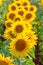 Many sunflower flowers are in full bloom. The field is sown with oilseeds - sunflower