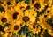 Many Sunflowers Background. Bouquet of Helianthus Â´Big Smile` in the sunlight
