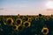 Many sunflowers field sunset shadows
