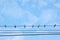 Many swiftlets on main wire under blue sky.