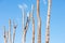 Many Tall dead tree trunks isolated blue sky