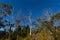 Many tall gum trees, pine growing at Eucalyptus Forest along Overland track at Cradle mountain, Tasmania, Australia.