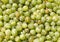 Many tasty fresh green gooseberries closeup