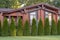 Many thuja trees as a fence in a private house