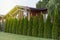 Many thuja trees as a fence in a private house