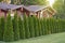 Many thuja trees as a fence in a private house