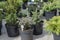 Many thujas tree stand in pots for planting