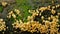 Many tiny cream colored mushroom and moss growing on a fallen tre trunk